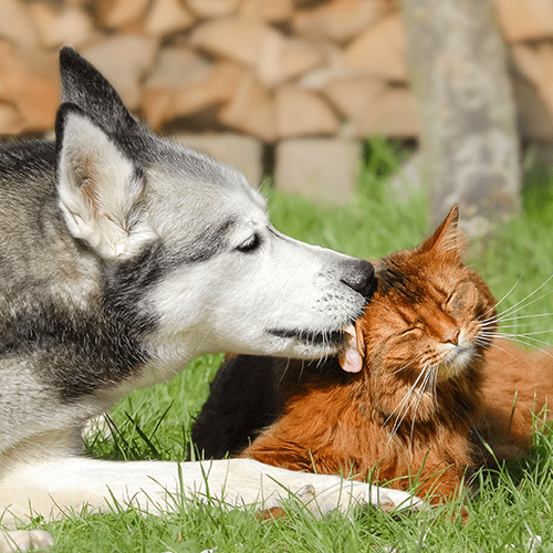 Husky siberiano lambendo um gato cor de mel